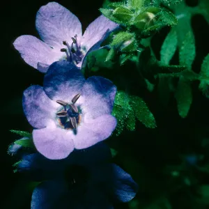 Pholistoma auritum, Prisoners Harbor, Santa Cruz Island