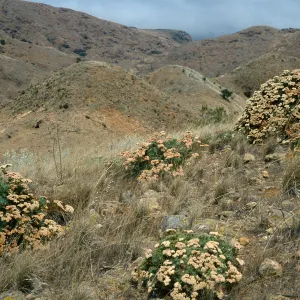 Eriogonum arborescens, ridge near marker “John”, Santa Cruz Island