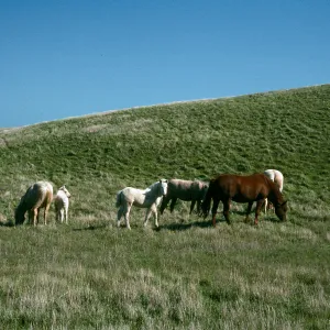 horses, Scorpion/Smugglers Road, Santa Cruz Island