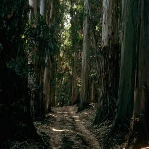 Eucalyptus globulus, Bosque Mano, West of field station, Santa Cruz Island