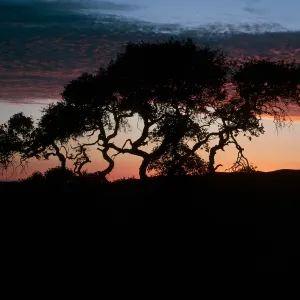 Quercus pacifica,, sunset, South Ridge Road, Santa Cruz Island