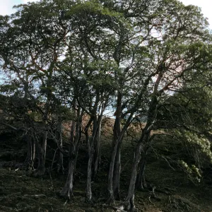 round Lyonothamnus grove, just West of Grove #102, upper Ladys Canyon, Santa Cruz Island