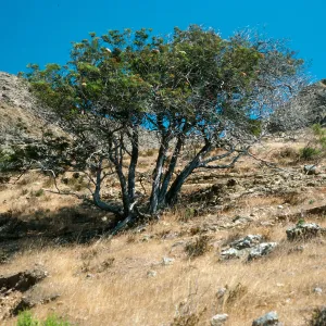 Lyonothamnus, Santa Cruz Island