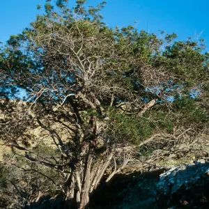 Lyonothamnus, West of Butte 1031, lower Laguna Canyon, Santa Cruz Island