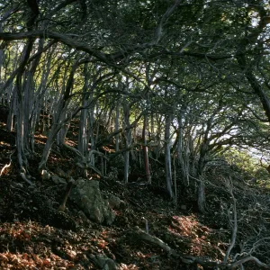 Lyonothamnus, North side of Peak 1941, Santa Cruz Island