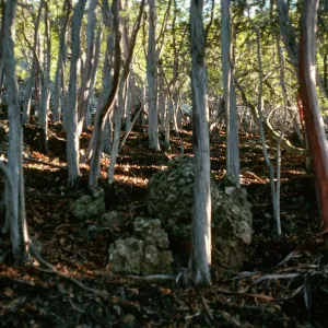 Lyonothamnus, North side of Peak 1941, Santa Cruz Island