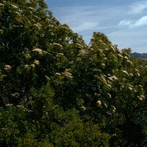 Lyonothamnus, head of Cañada de la Mina, Santa Cruz Island
