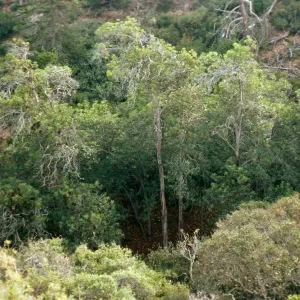 Lyonothamnus grove, in South Pines, ~0.3 mile Southeast of of Peak 1020, Santa Cruz Island