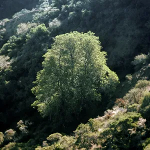 Lyonothamnus grove, just below top of Portezuella grade on N-facing slope, Santa Cruz Island