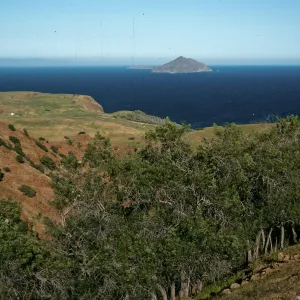 Lyonothamnus, upper Smugglers Canyon, Santa Cruz Island