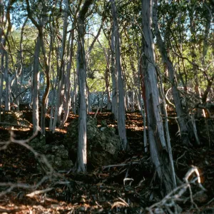 Lyonothamnus, North side of Peak 1941, Santa Cruz Island