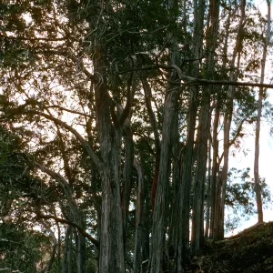 Lyonothamnus, North side, Peak 1848, Santa Cruz Island