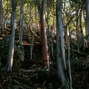 Lyonothamnus, North side of Peak 1941, Santa Cruz Island