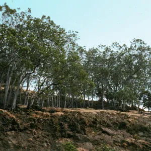 linear Lyonothamnus grove, West fork of Orizaba Canyon, Santa Cruz Island