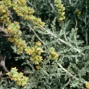 Ambrosia dumosa, Borrego Palm Canyon