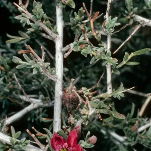 Krameria parviflora, Borrego Palm Canyon