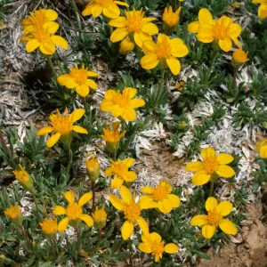 Haplopappus acaulis, Schulman grove, White Mountains