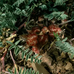 Astragalus lentiginosus, South of Schulman grove, White Mountains, Mono County