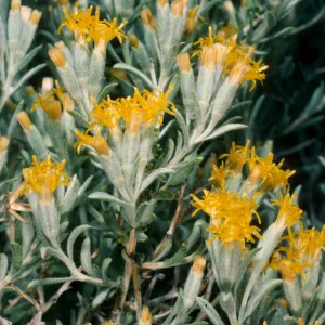 Tetradymia canescens, Wyman Canyon, White Mountains