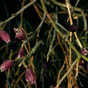 Thamnosma montana, Pinyon Mountains, Anza Borrego