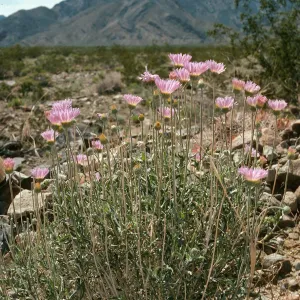 Machaeranthera tortifolia, Saline Valley, Northern Mojave Desert