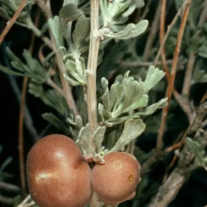 insect galls on Artemisia nova, Waucopa Spring, Saline Valley Northern Mojave Desert