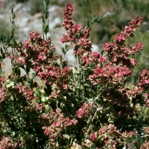 Grayia spinosa, Saline Valley, Northern Mojave Desert