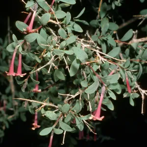 Symphoricarpos longiflorus, Eureka Valley, Saline Valley Road, Northern Mojave Desert
