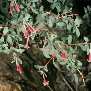 Symphoricarpos longiflorus, Eureka Valley, Saline Valley Road, Northern Mojave Desert