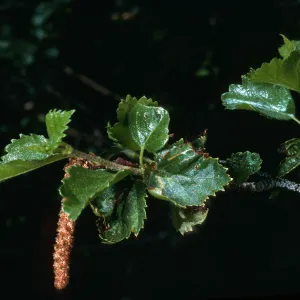 Betula occidentalis, Onion Valley, Eastern Sierra Nevada Mountains