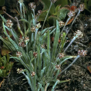 Plantago ovata, SN-1055, canyon east of marker spur""