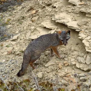 island fox, base of NAVFAC grade, San Nicolas Island