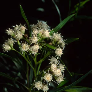  Baccharis salicifolia, Cherry Cove, Santa Catalina Island