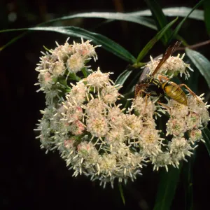 wasp on Baccharis salicifolia, Cherry Cove, Santa Catalina Island