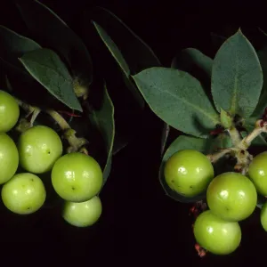 Arctostaphylos refugioensis, SBBG