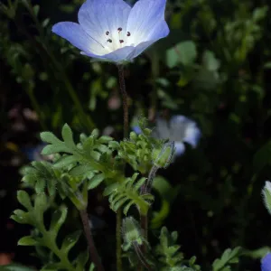 Nemophila menziesii, Santa Barbara Botanic Garden