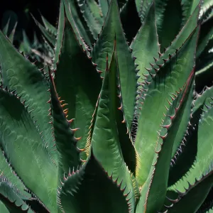 Agave shawii, Desert Section, Santa Barbara Botanic Garden