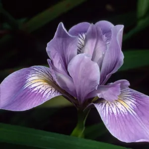 Iris douglasiana, Santa Barbara Botanic Garden