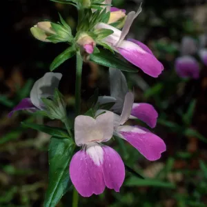 Collinsia heterophylla, Santa Barbara Botanic Garden