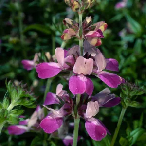Collinsia heterophylla, Santa Barbara Botanic Garden