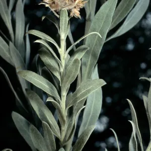 Pluchea sericea, Desert Section, Santa Barbara Botanic Garden