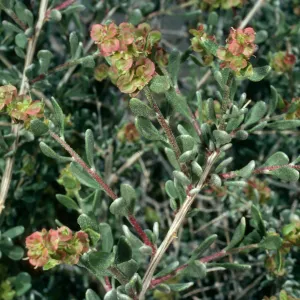 Grayia spinosa, Aguereberry Point, Death Valley