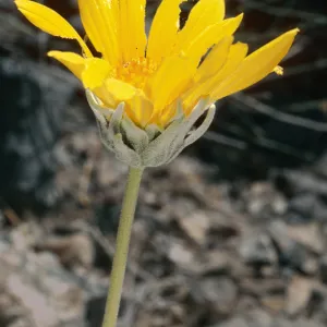 Enceliopsis nudicaulis, Eureka Valley Road, Death Valley