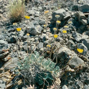 Enceliopsis nudicaulis, Eureka Valley Road, Death Valley