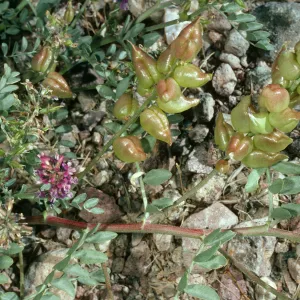 Astragalus lentiginosus variety fremontii, road to Dantes View, Death Valley