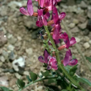 Astragalus lentiginosus variety fremontii, road to Dantes View, Death Valley