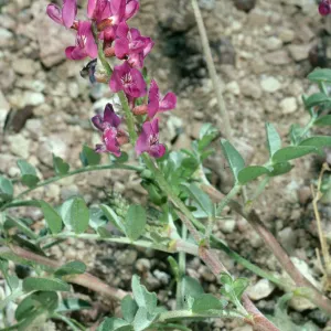 Astragalus lentiginosus variety fremontii, road to Dantes View, Death Valley