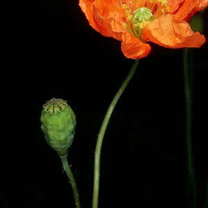 Papaver californicum, burn at Lake Cachuma