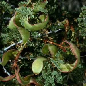 Acacia greggii in fruit, Joshua Tree National Park