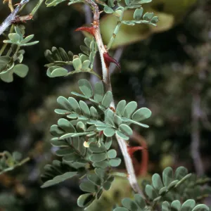 Acacia greggii foliage & claws, Joshua Tree National Park
